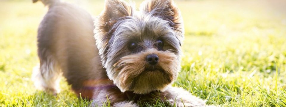 Yorkshire terrier waiting for play, sunlight background